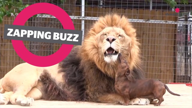 ZAPPINGBUZZ CHIEN #34 WAMIZ TV