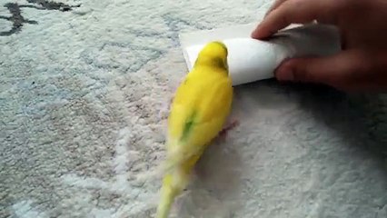 He Let His Bird Say Goodbye To A Dead Friend -- This Will Surely Break Your Heart