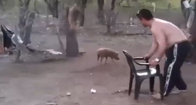 Une maman cochon attaque un homme pour protéger son bébé