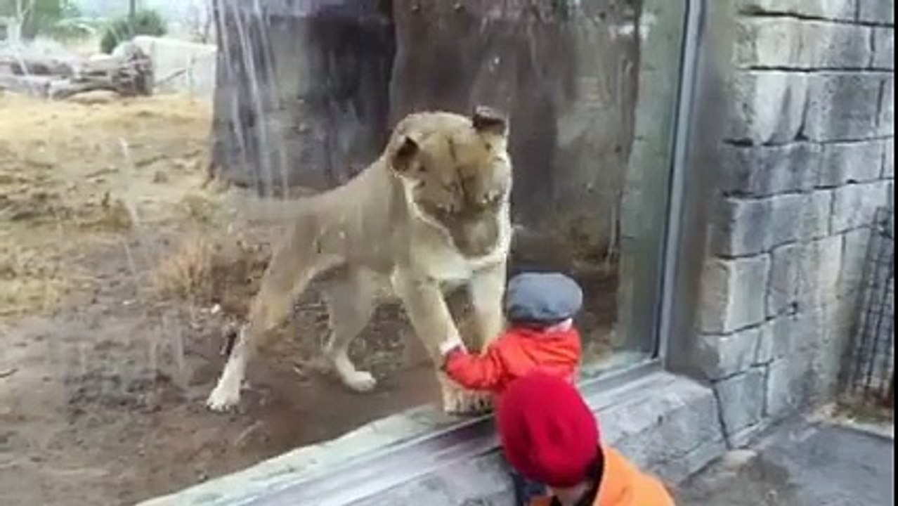 Baby VS lion