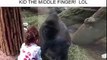 When gorilla teaches your kid the middle finger
