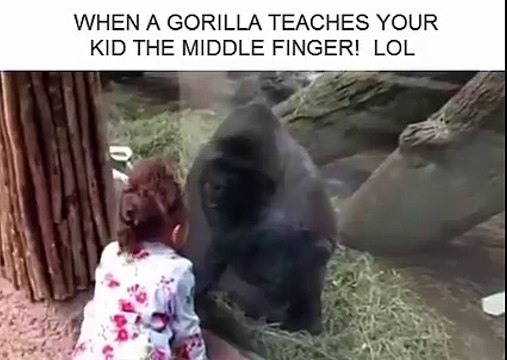 When gorilla teaches your kid the middle finger