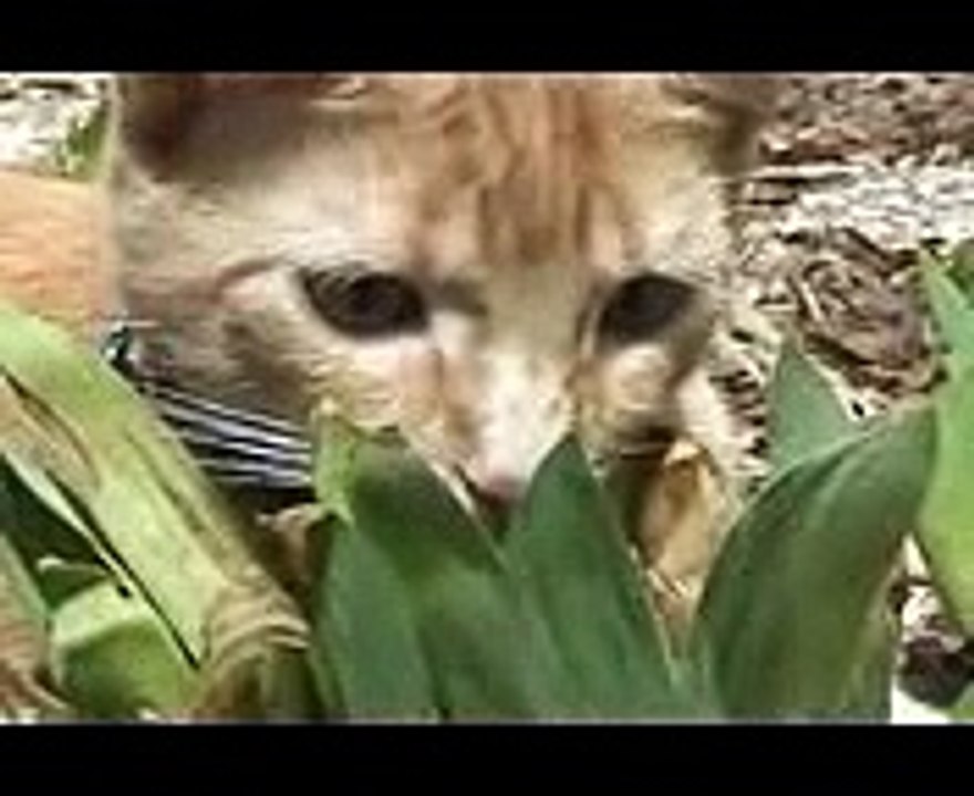 America's Funniest Bloopers