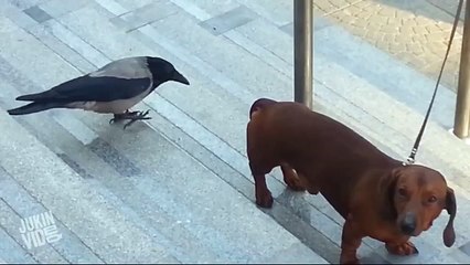 Crow Teasing A Pet Dog (Funny) - Funny Videos_x264
