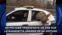 Un officier transporte un âne sur la banquette arrière d'une voiture de police