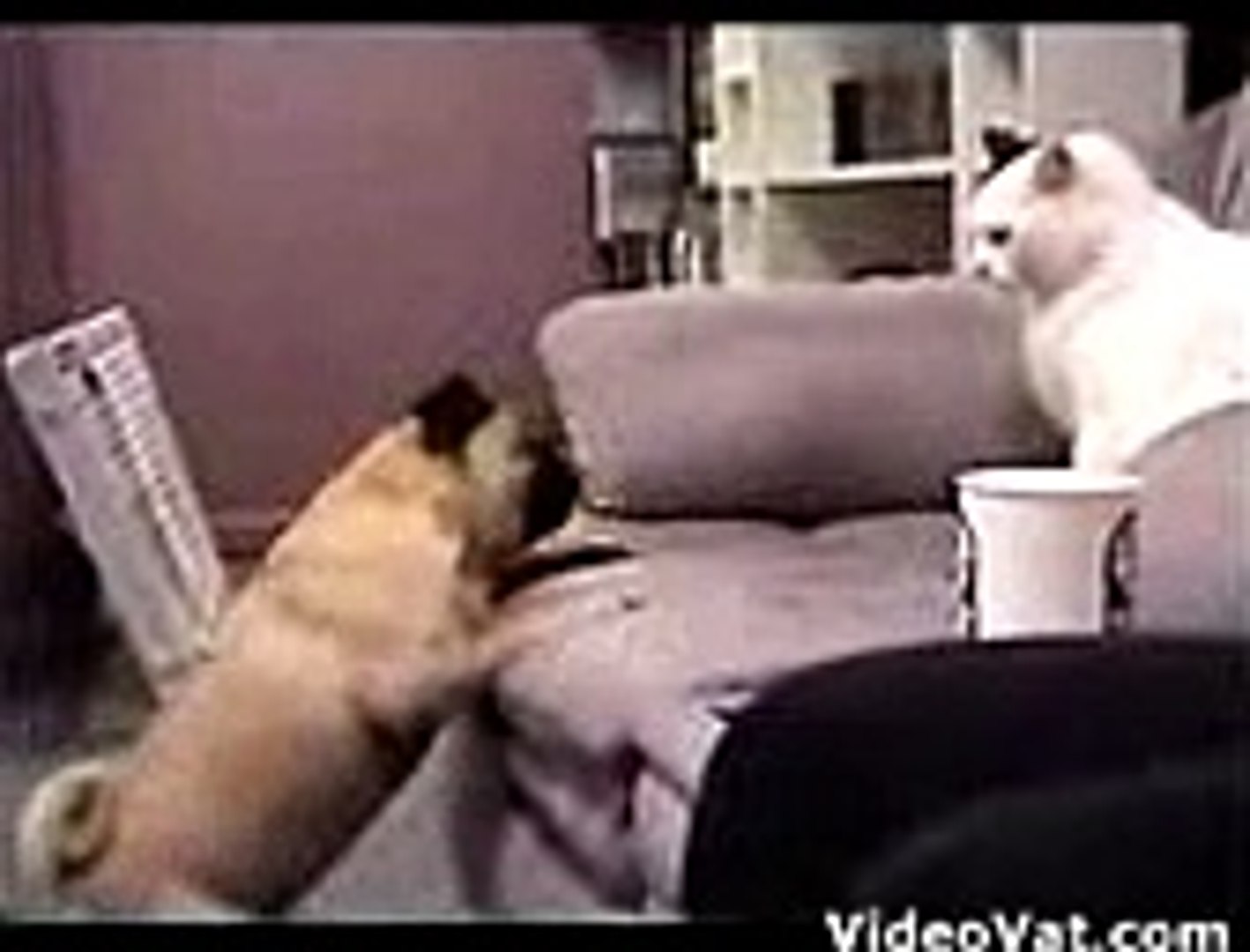 Cat Vs Dog videos to your cell phone - cat dog fight