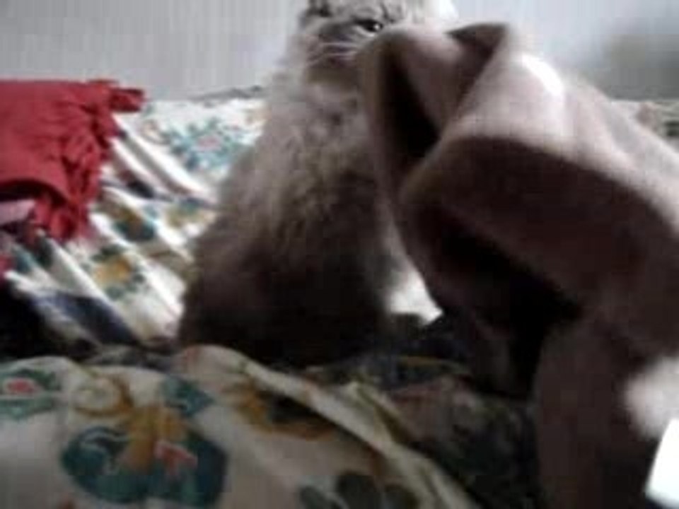 Ragdoll pétrissant