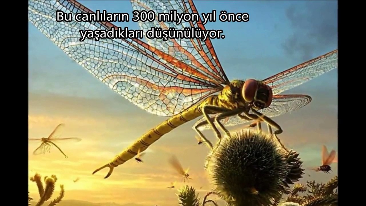 Dünyanın En Büyük 10 Hayvan Türü