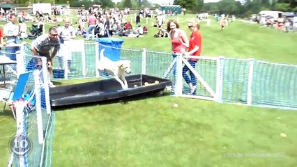 Funny Animal: Dog Fetch Fails