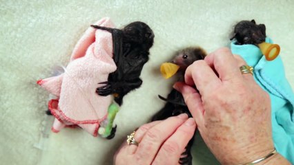 Funny Animal: Baby Bat Burritos