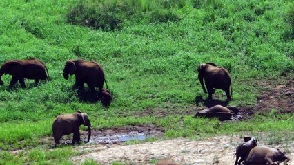 Funny Animal: Rare elephant twins Pongola Game Reserve