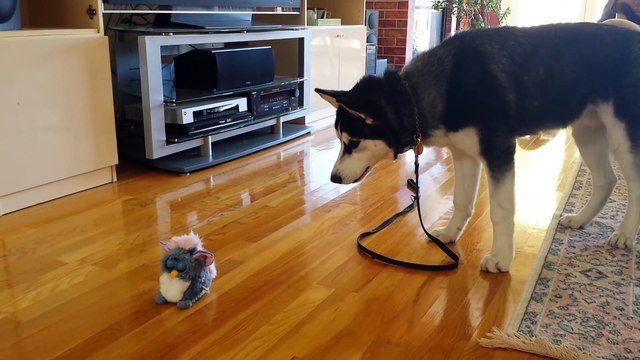 Funny Animal: Funny Siberian Husky Puppy Scared by a Talking Toy