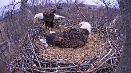Funny Animals: Eagle cam- Eagles swap places after egg hatches at Codorus State Park, Hanover, PA