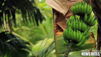 Banana Crop Could Become Extinct