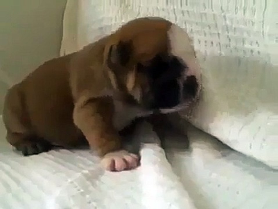 Questo cane è tenerissimo mentre cerca di...