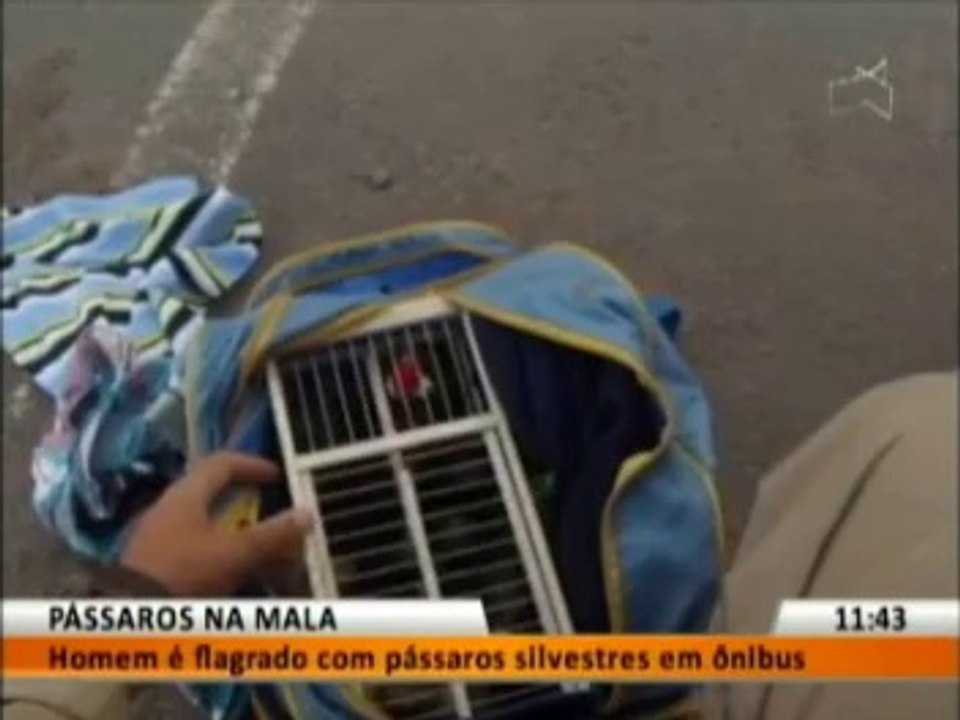 PÁSSAROS NA MALA