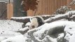 Funny Animals: Toronto Zoo Giant Panda Tumbles In The Snow