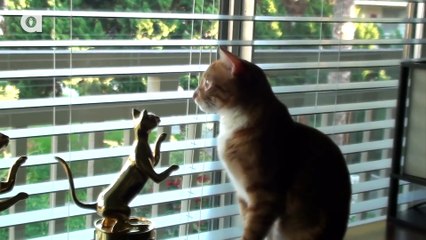 Funny Animals: What Cats See...