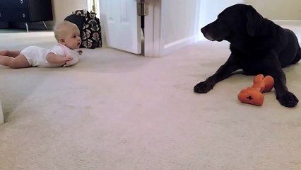 Funny Animals: Baby's first crawl with her dog... what a cute ending!
