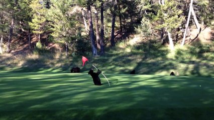 Funny Animals: Baby Bear Circus Act on Golf Course - At Fairmont Hot Springs Resort, BC