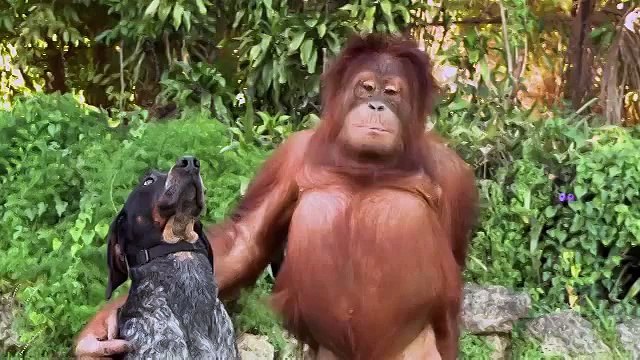 Самый добрый ролик на свете!