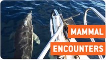 Amazing Fishing Trip | Whales Dolphins and Seals