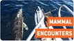 Amazing Fishing Trip | Whales Dolphins and Seals