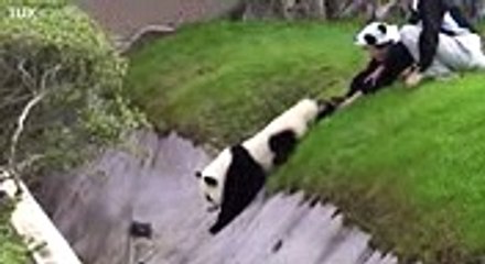 ZAP DU JOUR #299 Brandon Mikesell Chamonix Flight Pas facile la vie de parents Batman Vs Superman New Full HD Video 2015