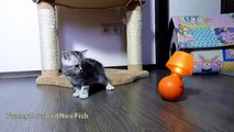 Cute Kittens confused by lamp, But Mom Cat not   Funny Cats
