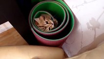 Funny Cat ninja tricks  Cute Kitten learns to dive