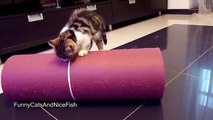 Cute Kittens performs Circus  Funny Cats