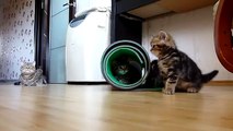 Cutest and funny Kittens vs mat ( cat ninja tricks The best fail and win)