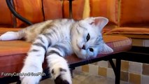 Cutest Cat Moments  Top 21 Cutest and funny Kittens  Stretching