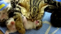 Cutest Cat Moments. Lullaby . Cutest Kittens grow during sleep (part 2)