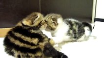 Cutest Cat Moments. Rocky Rosy Cutest Kittens