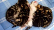Cutest Cat Moments. Sleeping Cutest Kittens - hieroglyphs