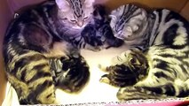 Cutest Cat Moments. Two wonderful Cats  with cutest Kittens