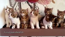Epic Dance Battle of Cute Kittens Funny Cats Compilation