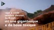 Coulée de boue toxique au Brésil: une catastrophe écologique sans précédent