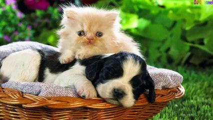 Cún Con Và Mèo Mi - Nhạc Thiếu Nhi Vui Nhộn