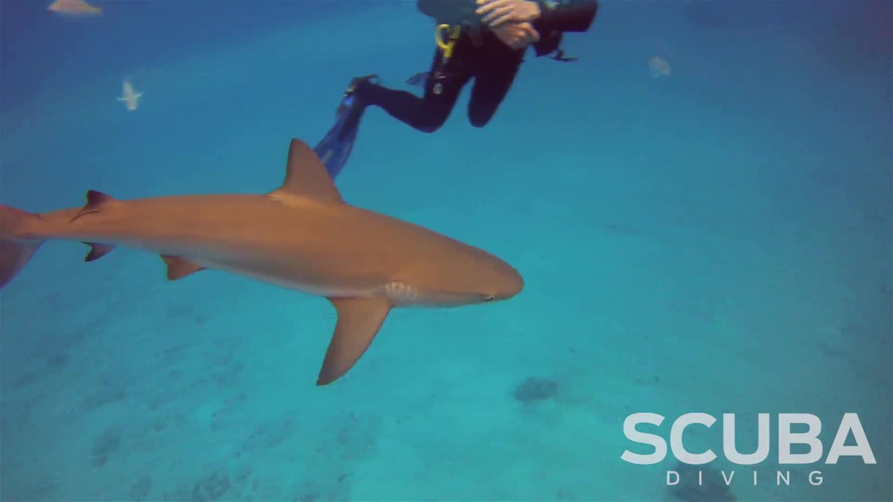 Blackbeard's Shark Feeding