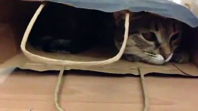 Александр Бон (shponks) on Periscope [2015-12-03 00-20] Соня