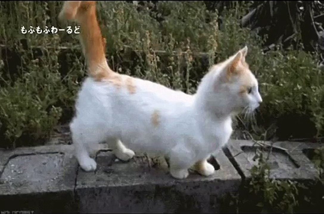 【猫まみれ！面白ネコ】天使な子猫と猫8連発！厳選 動物動画シリーズまとめ 【cat funny,かわいい猫,子猫 ネコ】14