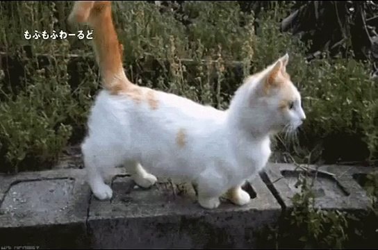 【猫まみれ！面白ネコ】天使な子猫と猫8連発！厳選 動物動画シリーズまとめ 【cat funny,かわいい猫,子猫 ネコ】14
