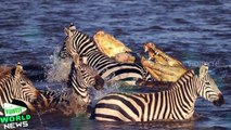 Crocodiles Attack and Eat a Migrating Zebra as it Crosses River in Kenya