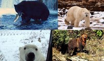 Black bears & grizzly bears near Campbell River, polar bears near Churchill
