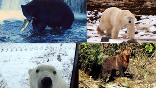 Black bears & grizzly bears near Campbell River, polar bears near Churchill