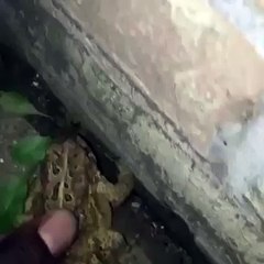 Insan Ile Kurbaga Nasl beatbox Yapar