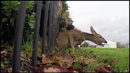 Deer Stuck in a Fence & Stag Caught on a Rope