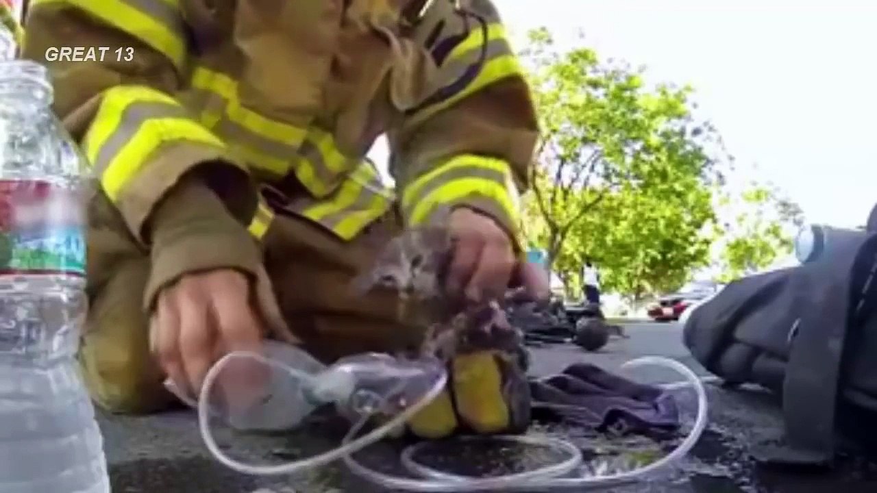 Mira este conmovedor video donde varios animales son salvados